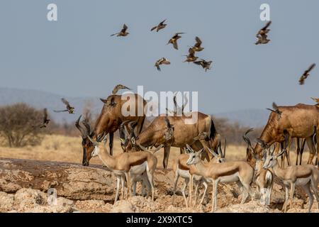 Namibia, Kunene-Region, Etosha-Nationalpark, Rotes Hartebeest (Alcelaphus buselaphus caama) und Springbok (Antidorcas marsupialis) Stockfoto