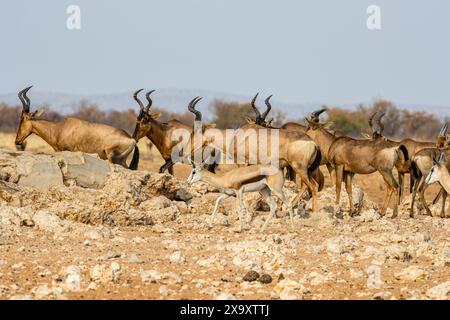 Namibia, Kunene-Region, Etosha-Nationalpark, Rotes Hartebeest (Alcelaphus buselaphus caama) und Springbok (Antidorcas marsupialis) Stockfoto