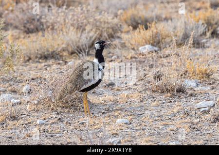 Namibia, Kunene-Region, Etosha-Nationalpark, Northern Black Korhaan (Afrotis afraoides) Stockfoto
