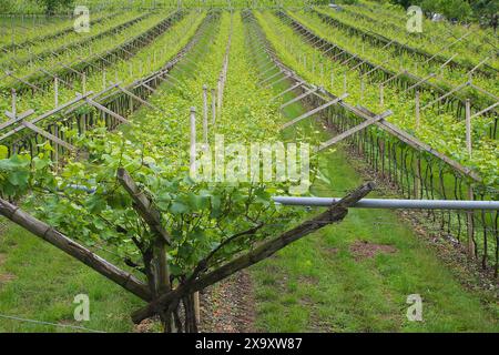 Weinberg mit Weinreihen in traditioneller italienischer Pergola (Trentino, Italien) Stockfoto