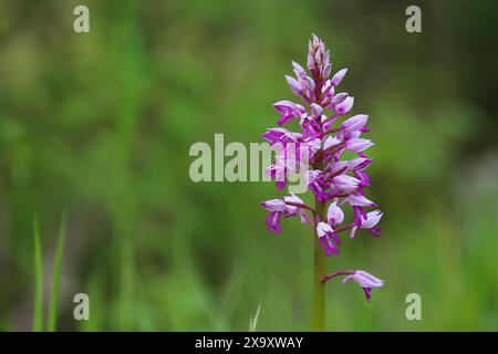 Wilde europäische Orchidee, genannt Militärorchidee (Orchis militaris) mit Platz für Text (Kaiserstuhl-Hügel, Deutschland) Stockfoto