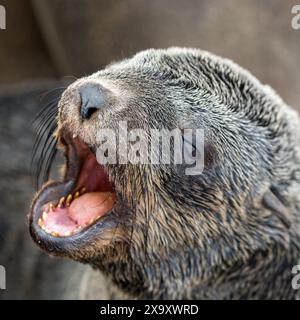 Namibia, Region Erongo, Cape Cross Seal Reserve, Cape (braun) Pelzrobbe (Arctocephalus pusillus) Stockfoto