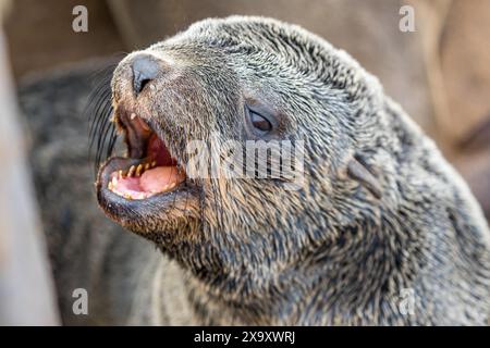 Namibia, Region Erongo, Cape Cross Seal Reserve, Cape (braun) Pelzrobbe (Arctocephalus pusillus) Stockfoto