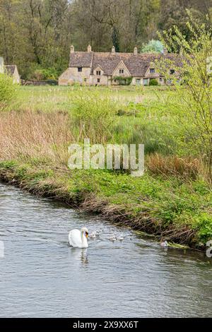 Ein stummer Schwan mit sechs Zygneten am River Coln vor der Arlington Row im Cotswold-Dorf Bibury, Gloucestershire, England Stockfoto