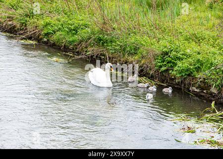 Ein stummer Schwan mit sechs Zygneten am River Coln im Dorf Bibury in Gloucestershire, England Stockfoto