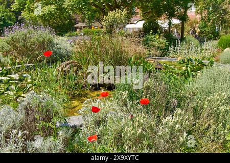 Chelsea Physic Garden der Teich und lila Lavendelblumen und rote Mohnblumen im Frühling Stockfoto