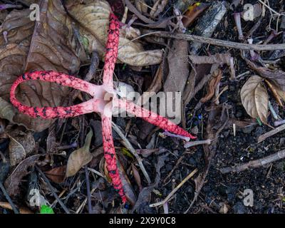 Makrofotografie eines Tintenfisch-Stinkhornpilzes von oben, der im Boden eines Waldes in den östlichen Andengebirgen Zentralkolumbiens wächst. Stockfoto