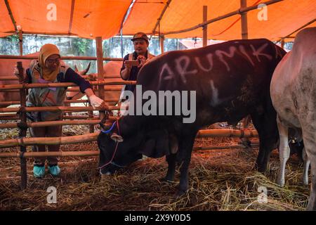 Bandung, West-Java, Indonesien. Juni 2024. Tiergesundheitsbeamte überprüfen die körperliche Gesundheit von Kühen, dies wird als Versuch getan, Krankheiten bei Opferkühen vor dem bevorstehenden Eid al-Adha 2024 auf einem der Viehmärkte in Bandung zu verhindern. (Kreditbild: © Dimas Rachmatsyah/ZUMA Press Wire) NUR REDAKTIONELLE VERWENDUNG! Nicht für kommerzielle ZWECKE! Stockfoto