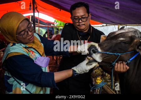 Bandung, West-Java, Indonesien. Juni 2024. Tiergesundheitsbeamte überprüfen die Mundgesundheit von Kühen, dies wird als Versuch getan, Krankheiten bei Opferkühen vor dem bevorstehenden Eid al-Adha 2024 auf einem der Viehmärkte in Bandung zu verhindern. (Kreditbild: © Dimas Rachmatsyah/ZUMA Press Wire) NUR REDAKTIONELLE VERWENDUNG! Nicht für kommerzielle ZWECKE! Stockfoto