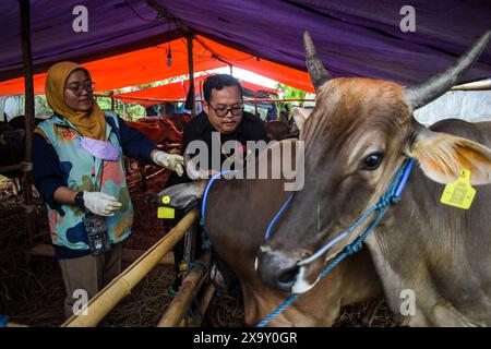 Bandung, West-Java, Indonesien. Juni 2024. Tiergesundheitsbeamte überprüfen die Mundgesundheit von Kühen, dies wird als Versuch getan, Krankheiten bei Opferkühen vor dem bevorstehenden Eid al-Adha 2024 auf einem der Viehmärkte in Bandung zu verhindern. (Kreditbild: © Dimas Rachmatsyah/ZUMA Press Wire) NUR REDAKTIONELLE VERWENDUNG! Nicht für kommerzielle ZWECKE! Stockfoto