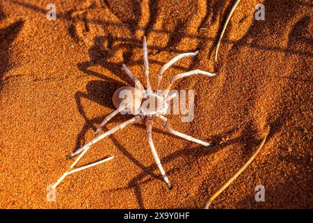 Namibia, Hardap Region, Sesriem, Sossusvlei, Tanzende Weiße Dame (Leucorchestris arenicola) Stockfoto