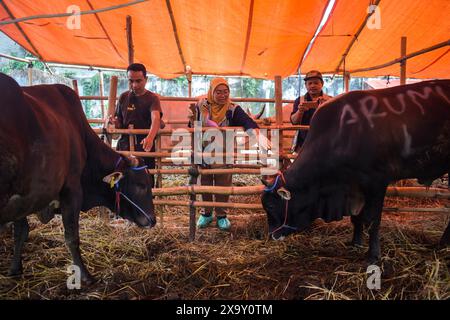 Bandung, West-Java, Indonesien. Juni 2024. Tiergesundheitsbeamte überprüfen die körperliche Gesundheit von Kühen, dies wird als Versuch getan, Krankheiten bei Opferkühen vor dem bevorstehenden Eid al-Adha 2024 auf einem der Viehmärkte in Bandung zu verhindern. (Kreditbild: © Dimas Rachmatsyah/ZUMA Press Wire) NUR REDAKTIONELLE VERWENDUNG! Nicht für kommerzielle ZWECKE! Stockfoto