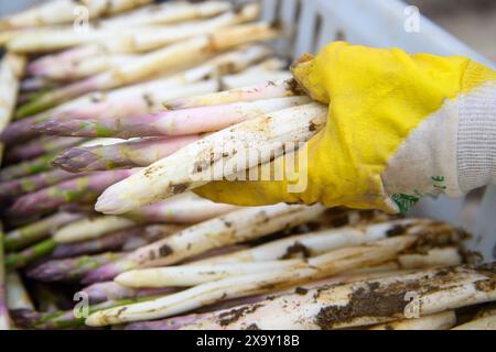 Stendal, Deutschland. Juni 2024. Ein Mitarbeiter des Stendaler Scheunenladens legt frisch geschnittenen Spargel in eine Kiste. Die Spargelernte wird bald auf den Feldern der Farm enden. Der letzte Spargel der Saison 2024 wird diese Woche geerntet. Die Ernte begann am 15. April. Es soll anfangs etwas zu nass gewesen sein, aber insgesamt war der Ertrag und die Qualität des Spargels gut. Quelle: Klaus-Dietmar Gabbert/dpa/Alamy Live News Stockfoto