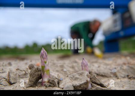 Stendal, Deutschland. Juni 2024. Spargelköpfe ragen aus einem Spargelstamm in einem Feld beim Stendaler Scheunenladen hervor. Hinter ihnen erntet ein Mitarbeiter Spargel. Die Spargelernte wird bald auf den Feldern der Farm enden. Der letzte Spargel der Saison 2024 wird diese Woche geerntet. Die Ernte begann am 15. April. Es soll anfangs etwas zu nass gewesen sein, aber insgesamt war der Ertrag und die Qualität des Spargels gut. Quelle: Klaus-Dietmar Gabbert/dpa/Alamy Live News Stockfoto