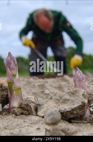 Stendal, Deutschland. Juni 2024. Spargelköpfe ragen aus einem Spargelstamm in einem Feld beim Stendaler Scheunenladen hervor. Hinter ihnen erntet ein Mitarbeiter Spargel. Die Spargelernte wird bald auf den Feldern der Farm enden. Der letzte Spargel der Saison 2024 wird diese Woche geerntet. Die Ernte begann am 15. April. Es soll anfangs etwas zu nass gewesen sein, aber insgesamt war der Ertrag und die Qualität des Spargels gut. Quelle: Klaus-Dietmar Gabbert/dpa/Alamy Live News Stockfoto