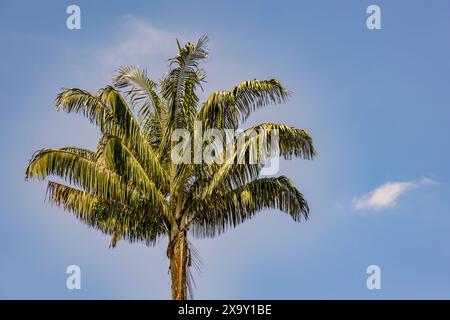 Die Blätter einer Wachspalme, die von der frühen Morgensonne vor einem klaren blauen Himmel in der Nähe der Kolonialstadt Villa de Leyva in Zentral-Kolumbien beleuchtet wird. Stockfoto