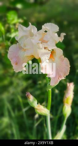 Bärtige Iris Frappe, sehr helle Erdbeerrosa Farbe, Iris im sonnigen Sommergarten Stockfoto
