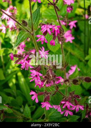 Silene flos-cuculi (Syn. Lychnis flos-cuculi), gemeinhin als Rumpel-robin bezeichnet. Eine ausdauernde krautige Pflanze, mit rosa Blüten und einem zerklüfteten Aussehen Stockfoto