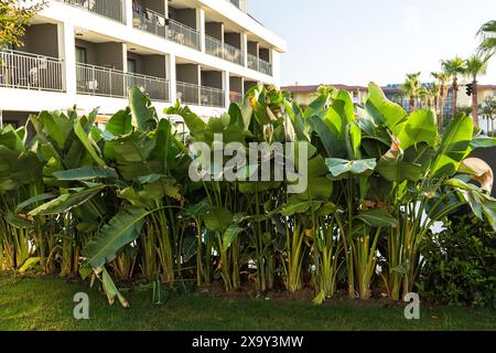 Naturzaun aus dicht bepflanzten Büschen und Bäumen. Stockfoto