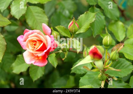 Rosenbusch im Garten blühen Stockfoto