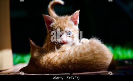 Gelbes Kätzchen. Gelbe Kätzchen spielen im Garten. Gelbes streunendes Kätzchen. Stockfoto