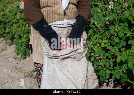 Dorfbewohner, die die berühmte Isparta Rose in der Türkei ernten. Stockfoto