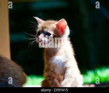 Gelbes Kätzchen. Gelbe Kätzchen spielen im Garten. Gelbes streunendes Kätzchen. Stockfoto