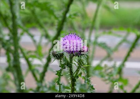 Nahaufnahme Einer Carduus-Blume in Amsterdam, Niederlande 2-6-2024 Stockfoto