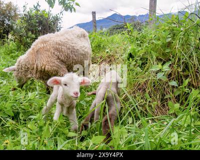 Zwei neugeborene Lämmer in der Nähe ihrer Schafmutter, die auf einem Bauernhof in den östlichen Andengebirgen in Zentral-Kolumbien weiden. Stockfoto
