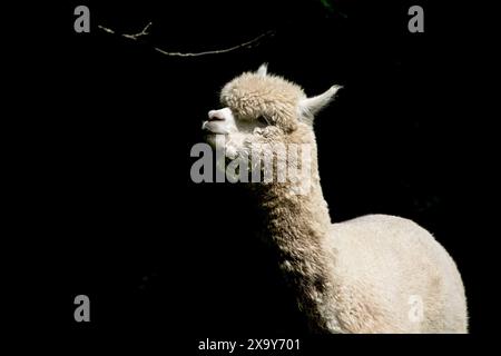 Alpakakakopfschuss Stockfoto