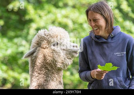 Alpaka und Besitzer waren zufrieden Stockfoto