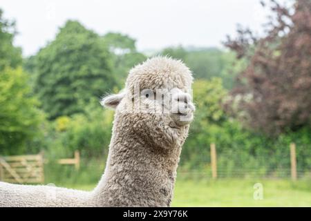 Kopfschuss eines weißen Alpakas Stockfoto
