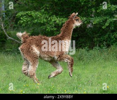 Alpaka läuft auf einem Feld Stockfoto