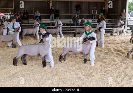 4H-Teilnehmer, konkurrieren mit 'Market' Sheep, Ovis aries, Tehama County Fair, Red Bluff, Kalifornien. Stockfoto