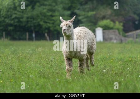 Alpaka läuft auf einem Feld Stockfoto