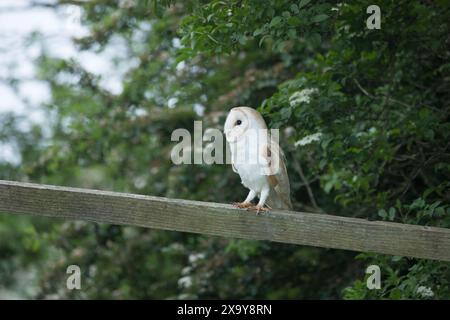 Scheuneneule in der Nähe von Masham, North Yorkshire Stockfoto