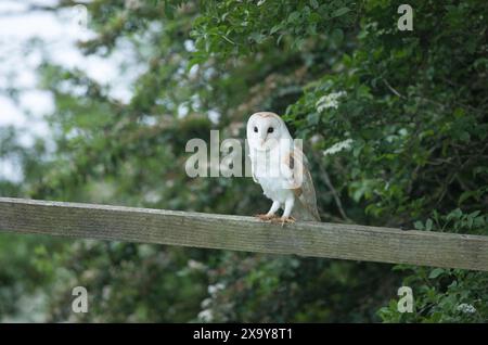 Scheuneneule in der Nähe von Masham, North Yorkshire Stockfoto