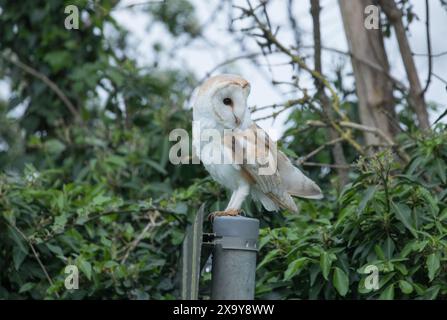 Scheuneneule in der Nähe von Masham, North Yorkshire Stockfoto