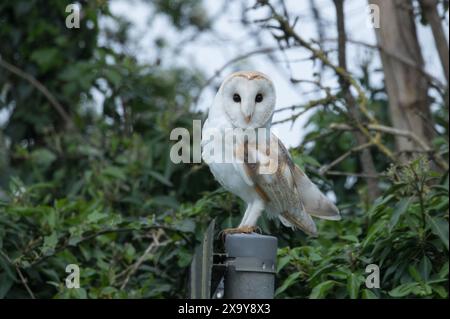 Scheuneneule in der Nähe von Masham, North Yorkshire Stockfoto