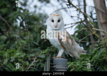 Scheuneneule in der Nähe von Masham, North Yorkshire Stockfoto