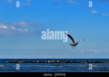 Eine Möwe, die an einem öffentlichen Strand in Oroklini, Larnaka, Zypern über das Meer fliegt Stockfoto