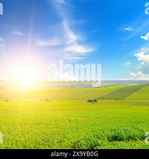 Sommerlandschaft, Anbau von Futterpflanzen von Grünklee oder Luzerne auf bebauten Feldern und ein heller Sonnenaufgang. Stockfoto