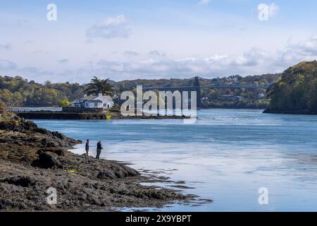 Die Leute fischen auf der Anglesey-Seite der Menai Straight mit der Insel Ynys Gored Goch im mittleren Boden und der Menai Suspension Bridge in der Stockfoto