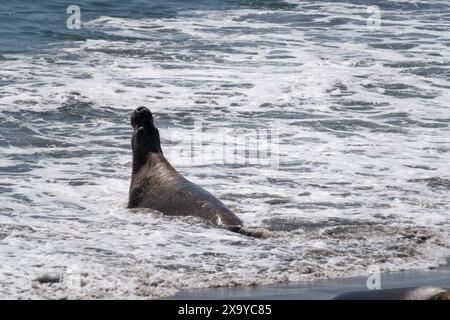 Ein Seeelfant am Strand am Piers Blancas Light in Kalifornien, USA Stockfoto