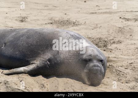 Ein Seeelfant am Strand am Piers Blancas Light in Kalifornien, USA Stockfoto