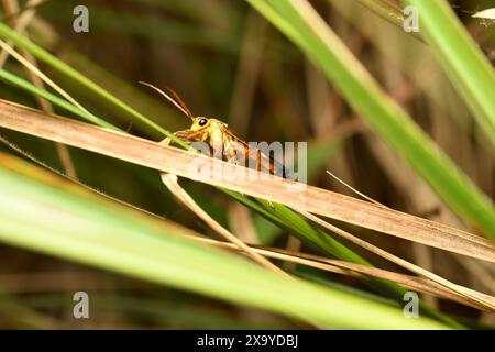 Nahaufnahme der gekräuselten oder gebänderten Rosensäge Allantus cinctus auf einem grünen Blatt im Garten. Hochwertige Fotos Stockfoto