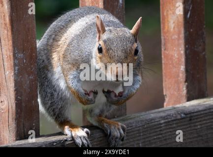 Ein graues Eichhörnchen kommt auf das Deck Stockfoto