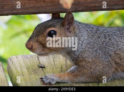 Ein graues Eichhörnchen kommt auf das Deck Stockfoto