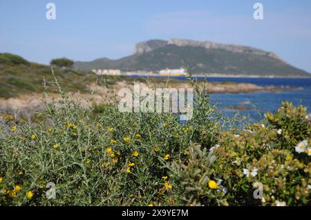 Die blühenden Blumen mit einem Berg und blauem Wasser im Hintergrund. Golfo Aranci, Sardinien, Italien Stockfoto