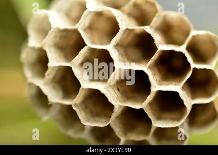 Waben, Wespennest nach Larvenschlüpfen. Stockfoto